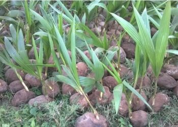 Coconut Association Seeks Seedlings Import Duty Waiver