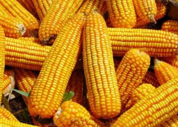 Expert Seeks Waiver On Maize Importation To Stabilise Poultry Sector