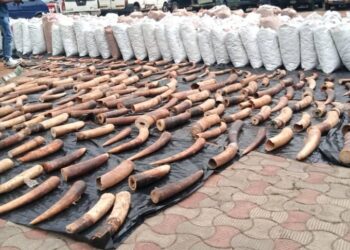 Customs Intercepts Pangolin Scales, Elephant Tusks Worth N22.3bn In Lagos