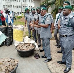 Customs Intercepts 1,014.5kg Of Pangolin Scales Worth N1.7bn In Lagos