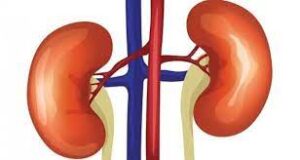 KIDNEY