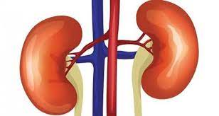 4 Foods That Can Affect Your Kidney In Your 60s And Above