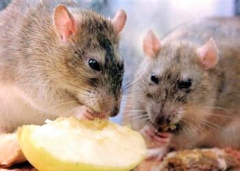 Lassa fever: College begins eradication of rats in Oyo markets