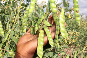 pigeon-pea