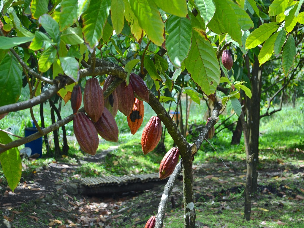 FG, Farmers Eye Extra 136m From Cocoa Export
