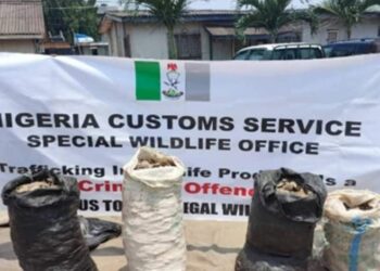 Nigeria Customs Intercepts 397kg Of Pangolin Scales, Arrests 8 Suspects
