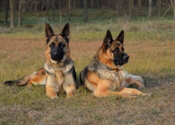 Associations Say Dogs Transmit 94% Of Human Rabies