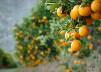Fungus Halts South Africa Orange Exports