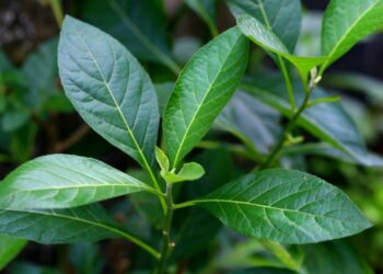 Health Benefits And Side Effects Of Bitter Leaf