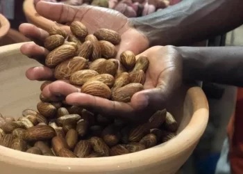 Health Benefits And Side Effects Of Bitter Kola