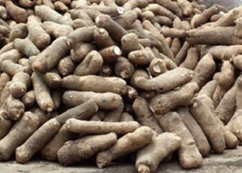 Yam Tubers For Export Should Be Fresh, Fully Matured – NAQS