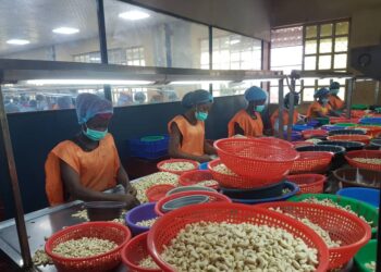 Nigeria Targets Over $500 Million From Cashew Export