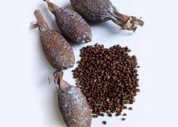 Alligator Pepper: Benefits, FAQ, Side Effects, & Warning