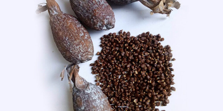 Alligator Pepper: Benefits, FAQ, Side Effects, & Warning