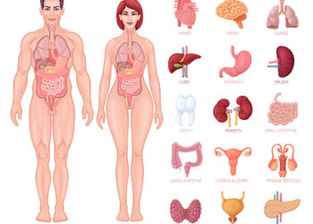 Facts About Your Body System You May Not Know   
