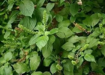 Some Health Benefits Of Scent Leaf You Should Know