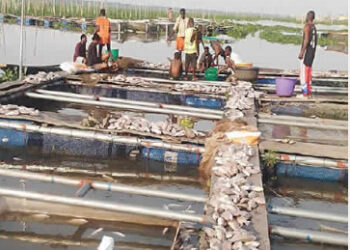 Dredgers Threaten Legal Action Against Epe Fish Farmers