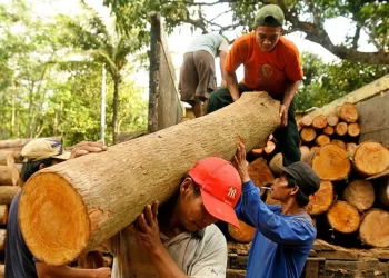 Wood Exporters Says Sector Over-regulated