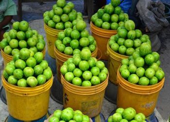 Health Benefits Of Consuming Garden Egg