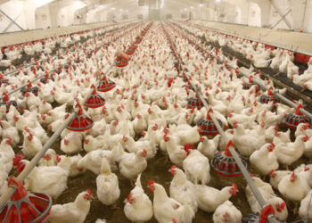 Poultry Association Lauds LASG On Planned Feed Intervention