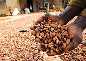 Ondo Govt. Cracks Down On Cocoa Adulteration