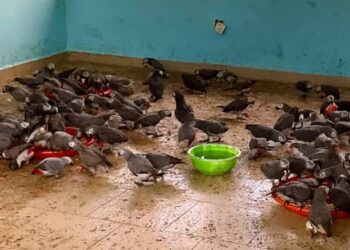 Customs Intercepts 111 African Parrots, Illicit Drugs In Adamawa