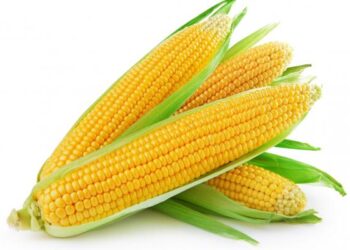 It’s The Season Of Corn