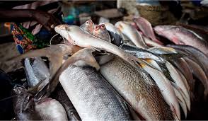 Flood: Lagos Fish Farmers Lament N150M Loss, Seek Govt Intervention