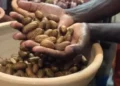 Health Benefits And Side Effects Of Bitter Kola
