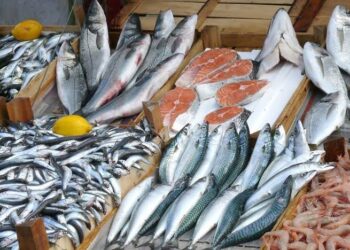 Nigeria Faces Over 2 Million Metric Tonnes Fish Deficit as Operators Seeks Dedicated Fund, Blue Bonds for Sector Growth 