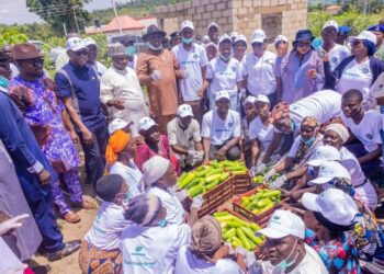 Kogi Records 260kg Weekly Harvest From Greenhouse Cucumber Project