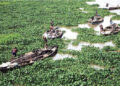 Agencies in Power Tussle Over Water Hyacinth Removal, Oversight of Waterways 