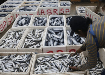 Nigeria’s Fish Output Hits 1.4 Million Tonnes as Government Boosts Local Industry