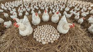 Lagos Poultry Farmers Promise Price Drop Ahead Of Yuletide