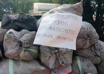 NCS Intercepts 3,453 Parcels Of Cannabis In Ogun