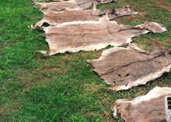 Customs Seizes 718 Donkey Skins In Adamawa