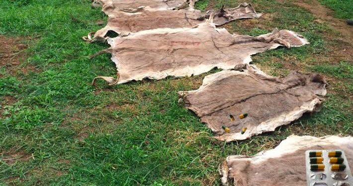 Customs Seizes 718 Donkey Skins In Adamawa