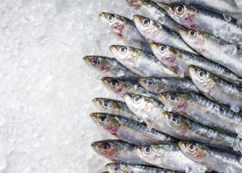 Frozen Fish
