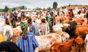 Kano To Reform Livestock Trading, Meat Processing – Commissioner