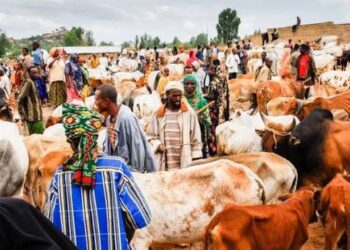 Kano To Reform Livestock Trading, Meat Processing  – Commissioner