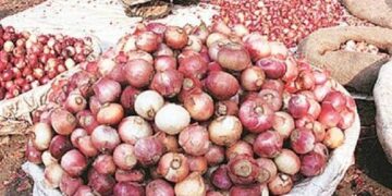 Nigeria Produces 2.1 Million Metric Tonnes Of Onions Annually -NOPPMAN
