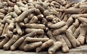 Nigeria Produces 67% Global Yam Output- FG