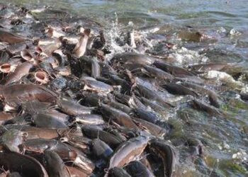 Catfish Farmers Lament Monopoly By Middlemen, Traders