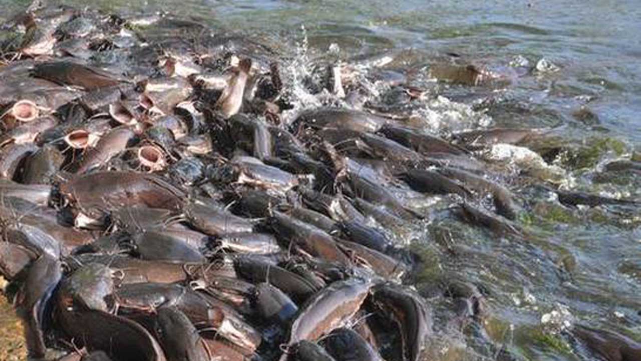 Catfish Farmers Lament Monopoly By Middlemen, Traders