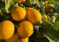 Lemons Are Among Fruits That Have The Highest Healing Powers Of Diseases On Earth
