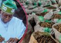 Tinubu Approves Extension Of Ban On Raw Shea Nut Exports