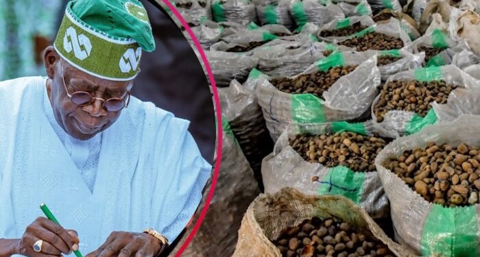 Tinubu Approves Extension Of Ban On Raw Shea Nut Exports