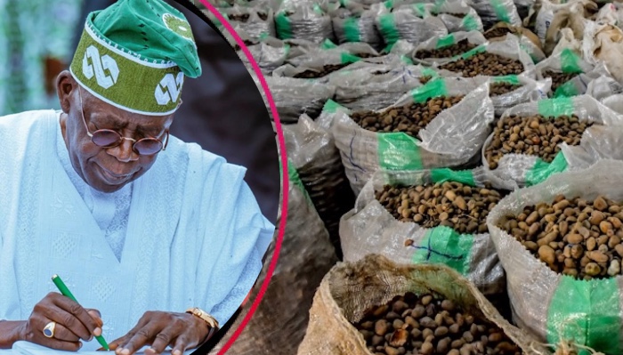 Tinubu Approves Extension Of Ban On Raw Shea Nut Exports