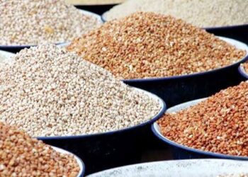 Beans Farmers Predict Steady Price Hike