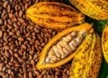 Farmers, Stakeholders Call For Board To Regulate Cocoa Industry
